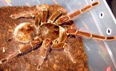 Goliath Bird Eating Tarantulas Medium