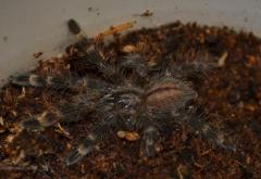 Ivory Ornamental Spiderlings