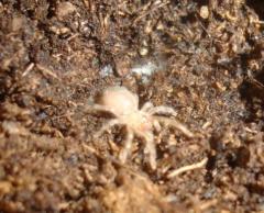 Texas Tan Spiderlings
