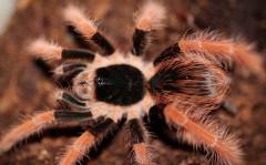 Colombian Giant Red Leg Tarantulas Small