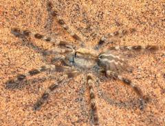 Mysore Ornamental Tarantulas Medium