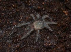 Honduran Curly Hair Spiderlings