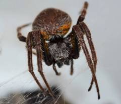 Orb Weaver Spiders