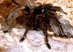 Goliath Pink Foot Tarantula PAIR