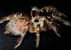Rear Horned Baboon Tarantulas