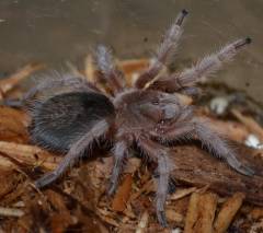 Rose Hair Spiderlings
