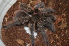 Haitian Brown Tarantulas
