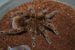 Southern Ecuadorian Bird Eater Tarantulas