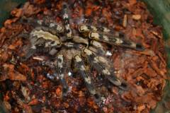 Indian Ornamental Tarantulas