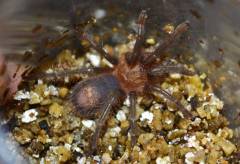 Peruvian Blue Zebra Spiderlings