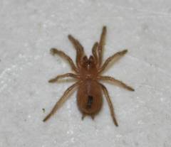 Oklahoma Brown Spiderlings