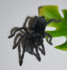 Haitian Brown Spiderlings