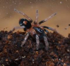Trinidad Dwarf Tiger Spiderlings