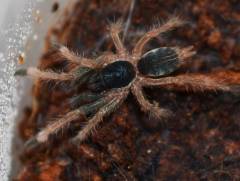 Philippine Tangerine Spiderlings