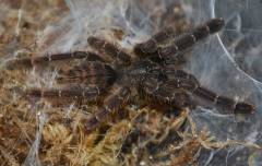 South Mindanao Tree Tiger Tarantulas Small