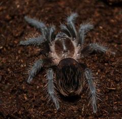 Honduran Curly Hair Tarantulas Medium