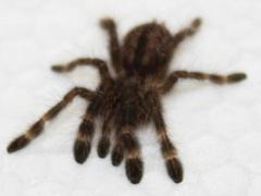 Sri Lankan Ornamental Spiderlings
