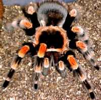 Mexican Giant Red Knee Tarantulas Females