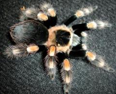 Mexican Red Knee Tarantulas Adults