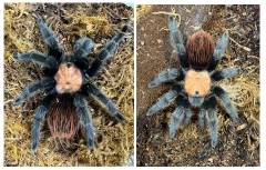 Mexican Golden Red Rump Tarantula Sub Adult PAIR