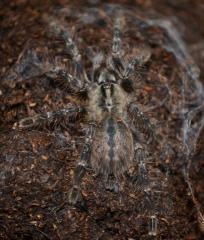 Mysore Ornamental Tarantulas Small