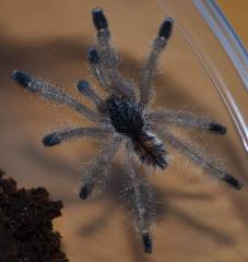 Purple Tree Spiderlings