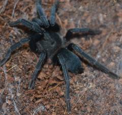 Middle East Black Tarantulas Small