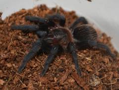 Mexican Red Rump Tarantulas Medium