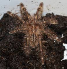 Red Slate Ornamental Tarantulas Small