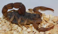 African Yellow Scorpions