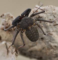 Florida Tailless Whip Spiders missing antennas
