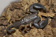 Madagascar Black Scorpions