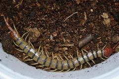 Tanzanian Red Headed Centipedes