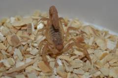 Baby Yellow Devil Scorpions