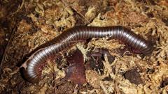Purple Millipedes