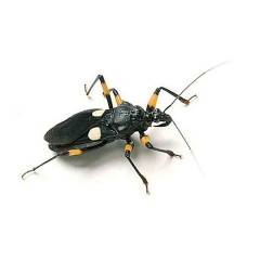 White Spotted Assassin Bugs