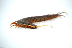 Giant White Beard Centipedes