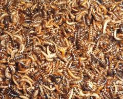 Mini Mealworms