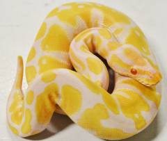 Baby Male Albino Ball Pythons