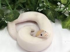 Baby Banana Spied Ball Pythons