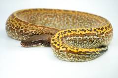 Small Batrix Blood Pythons