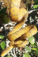 Adult Colored Amazon Tree Boas