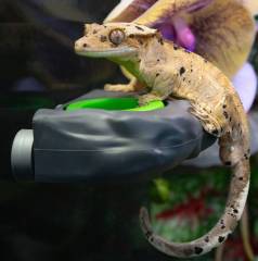 Pangea Eco Gecko Feeder Ledge