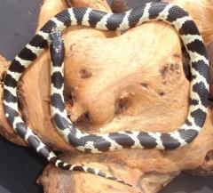 Baby Aberrant Black & White California Kingsnakes