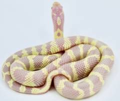 Baby Albino Banded California Kingsnakes
