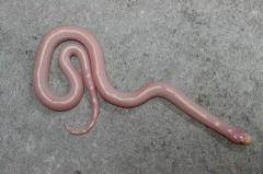 Baby Albino Striped California Kingsnakes