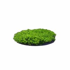Penn Plax Aqua-Floras Moss Patch