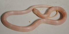 Baby Snow Honduran Milksnakes