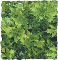 Zoo Med Australian Maple Bush Plant Medium
