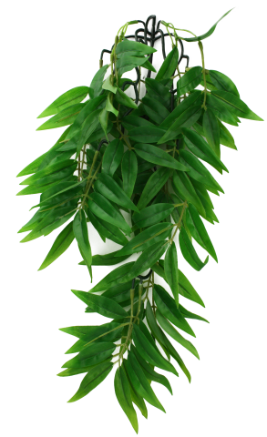 Komodo Bamboo Climbing Plant Large